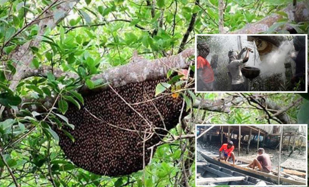বিশ্বের বৃহত্তম ম্যানগ্রোভ সুন্দরবনে পহেলা এপ্রিল থেকে মধু আহরণ শুরু