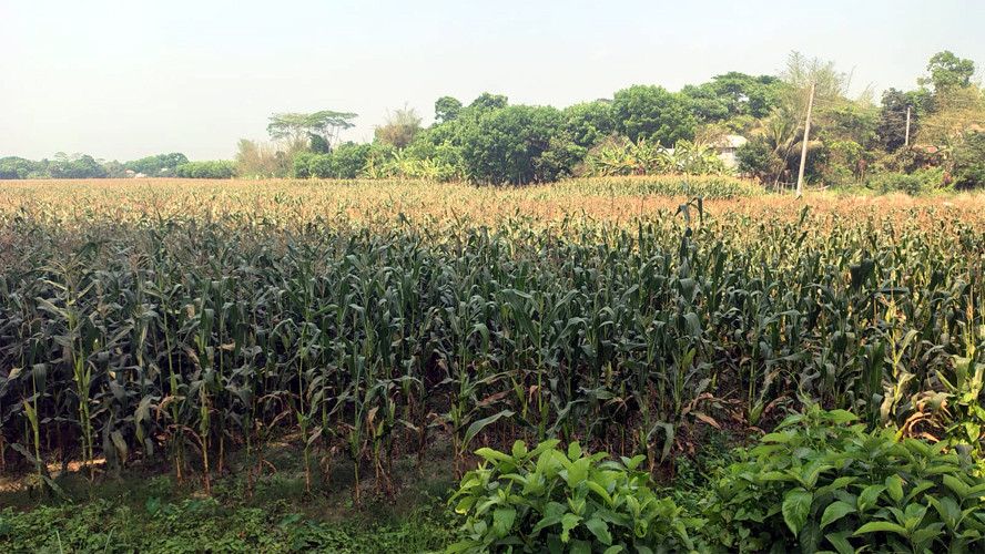 অল্প খরচে অধিক লাভের আশায় ভুট্টা চাষে ঝুঁকছেন শিবচরের কৃষক।