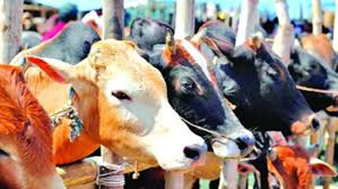 কোরবানির প্রাণী কত ভাগে দেওয়া জায়েজ?
